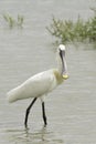 Common Spoonbill portrait - Platalea leucorodia