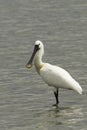 Common Spoonbill resting in water - Platalea leucorodia Royalty Free Stock Photo
