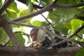 Common Spotted Cuscus