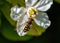 Common Spotted Eupeodes Female - Euphodes luniger Hoverfly in a Worcestershire Garden. Royalty Free Stock Photo