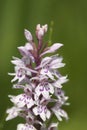 Common Spotted Orchid Royalty Free Stock Photo
