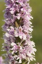 Common spotted orchid Royalty Free Stock Photo