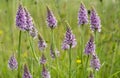 Common spotted orchid Royalty Free Stock Photo