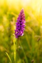Common spotted orchid in bloom at sunset Royalty Free Stock Photo
