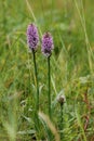 Common spotted orchid,Dactylorchis maculata Royalty Free Stock Photo