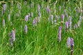 Common spotted orchid (Dactylorhiza fuchsii) cluster in meadow