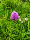 Common Spotted Orchid, Dactylorhiza fuchsii. Royalty Free Stock Photo