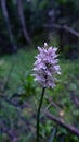 common spotted orchid