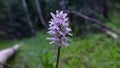 common spotted orchid