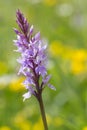 Common Spotted Orchid (Dactylorhiza fuchsii) Royalty Free Stock Photo