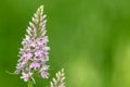 Common spotted orchid dactylorhiza fuchsii flower Royalty Free Stock Photo