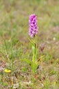 Wild orchid with purple flowers