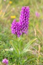 Wild orchid with purple flowers