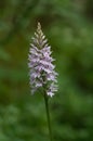 Common Spotted Orchid Dactylorhiza fuchsii Royalty Free Stock Photo