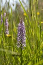 Common Spotted Orchid, Dactylorhiza Fuchsii, growing wild in a meadow Royalty Free Stock Photo