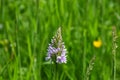 Common Spotted Orchid - Dactylorhiza fuchsii, Shotesham, Norfolk, England, UK Royalty Free Stock Photo