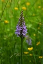 Common Spotted Orchid - Dactylorhiza fuchsii, Shotesham, Norfolk, England, UK Royalty Free Stock Photo