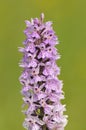 Common Spotted Orchid