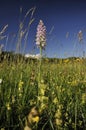 Common Spotted Orchid