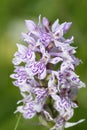 Common Spotted Orchid Royalty Free Stock Photo