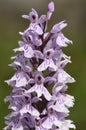 Common Spotted Orchid