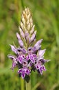 Common Spotted Orchid