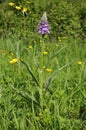 Common Spotted Orchid