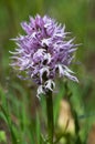 Common Spotted Orchid - Dactylorhiza fushsii