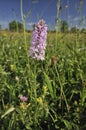 Common Spotted Orchid