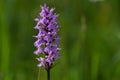 Common Spotted Orchid, Dactylorhiza maculata Royalty Free Stock Photo