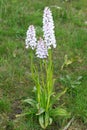 Common spotted orchid in flower