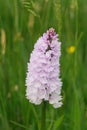 Common spotted orchid growing in field