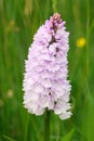 Common spotted orchid growing in field