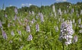 Common Spotted Orchid Meadow Royalty Free Stock Photo