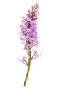 Common spotted orchid (Dactylorhiza fushsii )