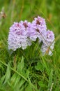 Common Spotted Orchids Royalty Free Stock Photo