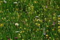 Common Spotted Orchids, Oxeye Daisies and Clover Royalty Free Stock Photo