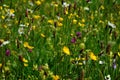 Common Spotted Orchids, Oxeye Daisies and Clover Royalty Free Stock Photo