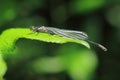 Common spreadwing Royalty Free Stock Photo