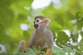 Common squirrel monkey Royalty Free Stock Photo