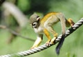 Common Squirrel Monkey Royalty Free Stock Photo