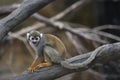 Common squirrel monkey Royalty Free Stock Photo