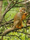 Common Squirrel Monkey Royalty Free Stock Photo