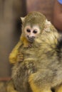 Common Squirrel Monkey baby on back