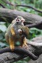 Common Squirrel Monkey Baby with It`s Mom Royalty Free Stock Photo