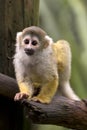 Common Squirrel Monkey branch Royalty Free Stock Photo