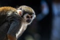 Common squirrel monkey portrait Royalty Free Stock Photo