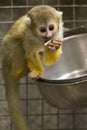 Common Squirrel Monkey eating in captivity Royalty Free Stock Photo