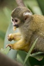 Common Squirrel Monkey eating Royalty Free Stock Photo