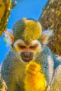 Common squirrel monkey is eating a piece of fruit...IMAGE Royalty Free Stock Photo